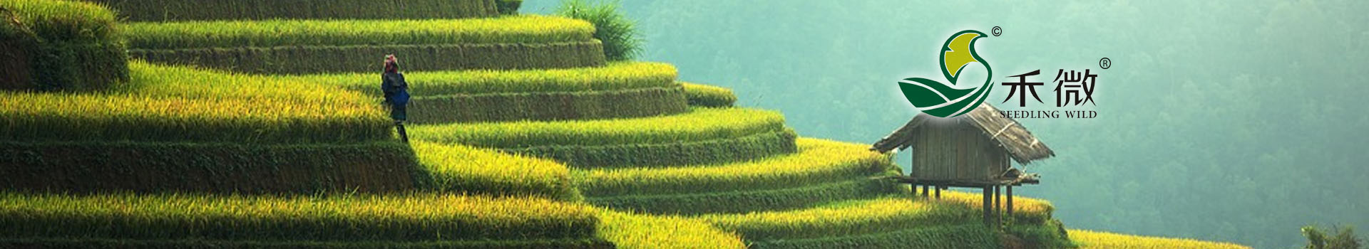 山东双酶聚碳酶原液的效果